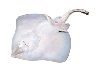Fresh ray fish isolated on white background © zcy