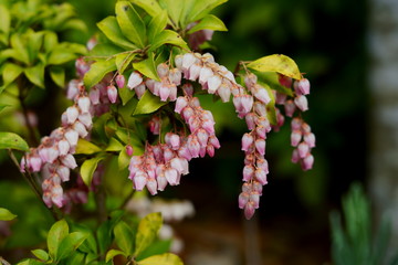 馬酔木の可愛い花が咲く