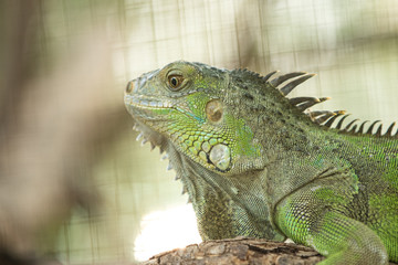green iguana