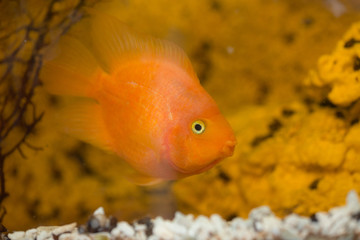 red fish parrot close up