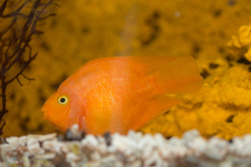 red fish parrot in aquarium