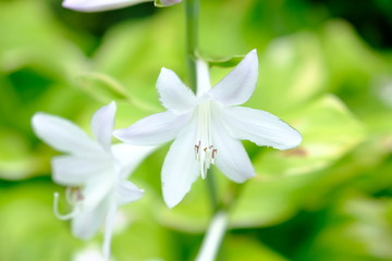 白い大輪＿カサブランカ_花言葉_高貴_純粋_無垢_威厳