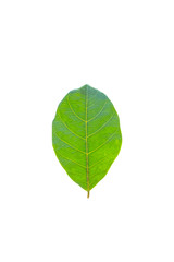 Isolated leaves on the white background.Jack leave,fresh leaves.