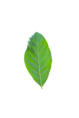 Fototapeta premium Isolated leaves on the white background.Jack leave,fresh leaves.