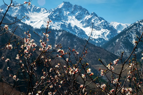 Branches of flowering wild apricot trees on the background of snow-capped mountain peaks. Spring in the mountains. Spring time. Alma-Ata's region. Kazakhstan