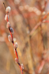 Pussy willow branch at early spring