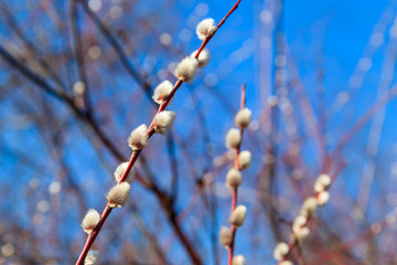 Pussy willow branches at early spring