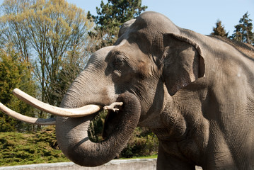 old elephant with long tusks stands in his enclosure in a zoo