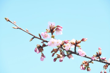河津桜