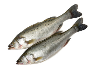 Canada Striped bass whole fresh fish, also called Atlantic striped bass, striper, linesider, rock...