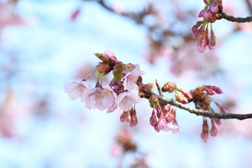 河津桜