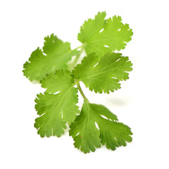 Fresh parsley leaf isolated on a white background