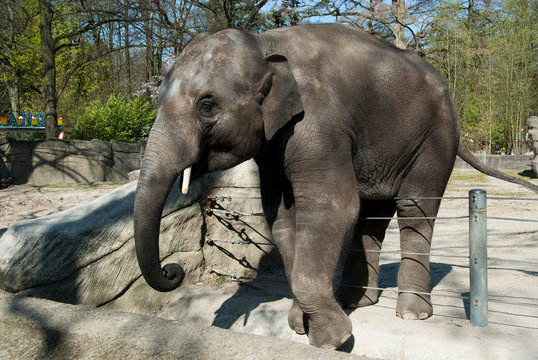 one young elephant stands in his enclosure in a zoo