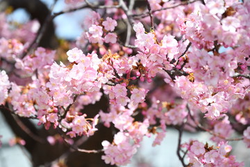 河津桜