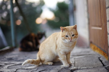 Lovely ginger cat portrait in rural yard near door.