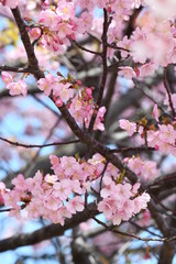 河津桜