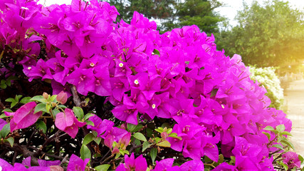 Bougainvillea flowers bloom in the garden.
