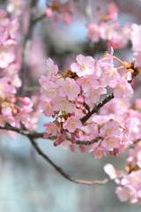 河津桜