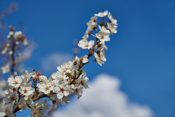 An image of a flowering tree.