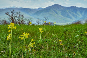 Wild yellow flowers on alpine meadow.