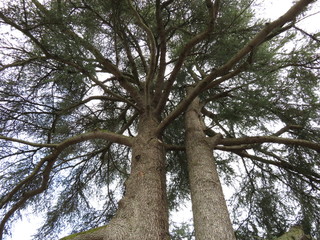Naklejka premium tree on a background of blue sky