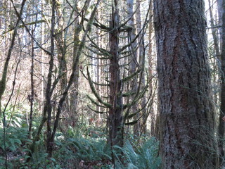 Fototapeta premium trees in the forest