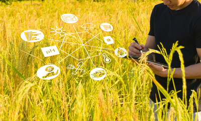 Smart farming using modern technologies in agriculture. Hand with tablet computer in rice field using apps and internet of things(IOT) in production and agricultural research, selective focus.