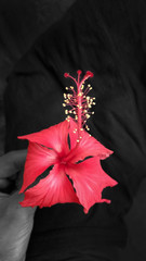 Holding a hibiscus flower with black and white background in selective focus