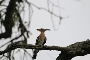 Common Hoopoe