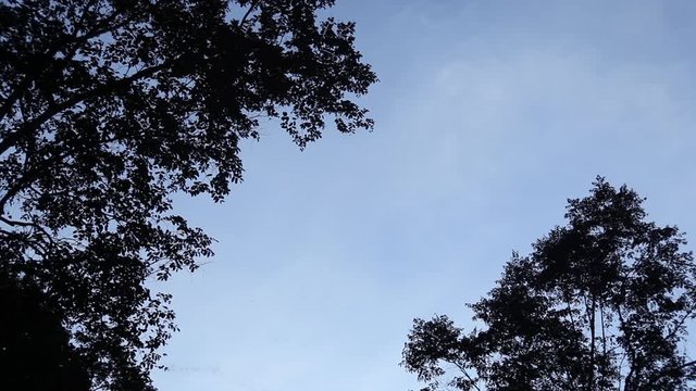 Swarming of the bats in Mulu National Park, Borneo, Malaysia