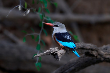 Grey-headed kingfisher (Halcyon leucocephala)