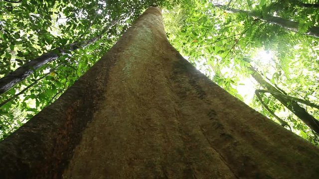 Tropical rainforest in Mulu National Park, Borneo, Malaysia