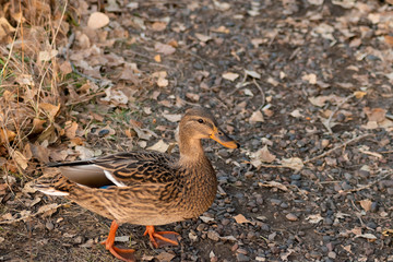 wild Mallard duck walks calmly on the warm autumn shore