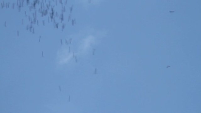 Swarming of the bats in Mulu National Park, Borneo, Malaysia