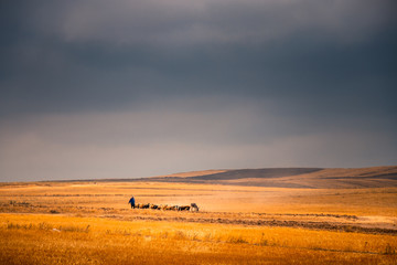 Obraz premium Flock of sheep with shepherd in an amazing landscape in a moody day in countryside with super colorful sky and clouds.