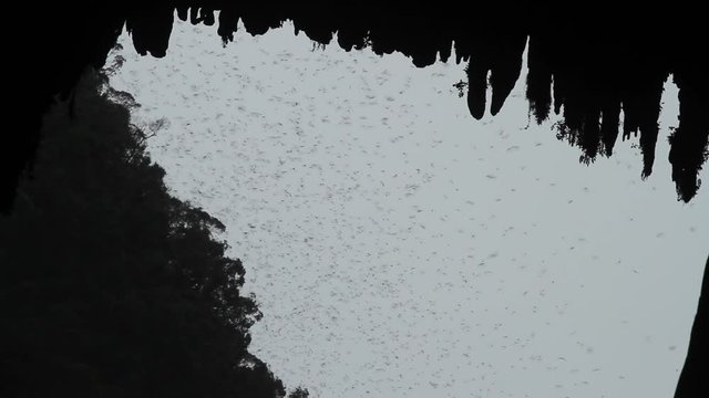 Swarming of the bats in Mulu National Park, Borneo, Malaysia