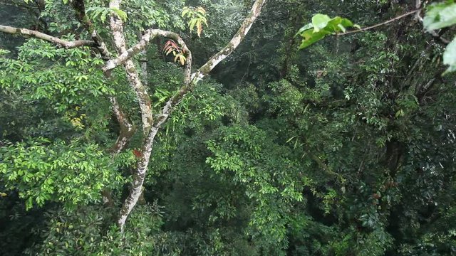 Tropical rainforest in Mulu National Park, Borneo, Malaysia