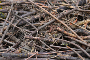 A lot of dry tree branches. Texture of dry tree branches