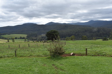green pastures near noojee