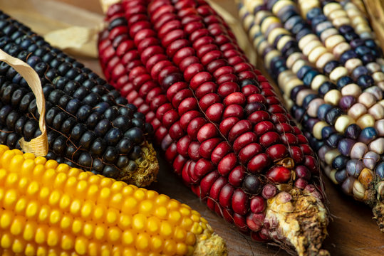 maiz elote mazorca choclo natural organico