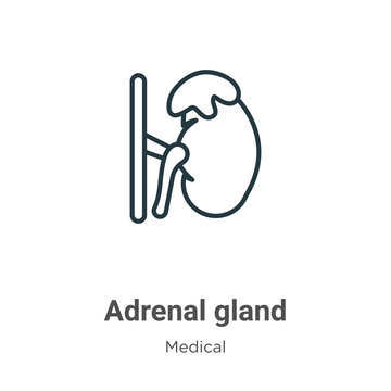 Adrenal gland outline vector icon. Thin line black adrenal gland icon, flat vector simple element illustration from editable medical concept isolated stroke on white background