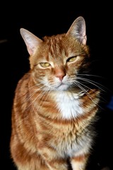 Obraz premium Rudy kot