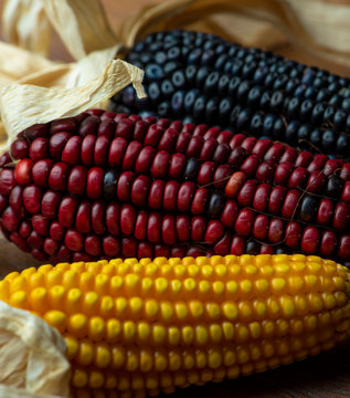maiz mazorcas de diferentes colores natural