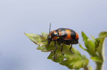 6-spotted pot beetle, Cryptocephalus sexpunctatus on leaf
