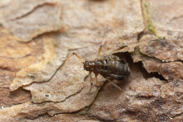 Closeup of an aphid on pine bark