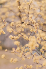 Beautiful Japanese cornlian  cherry blossom