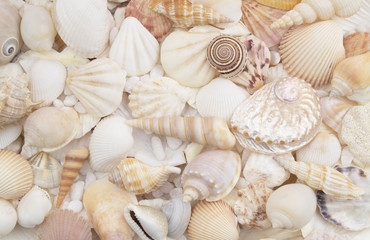 Seashells as background, sea shells collection