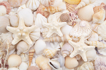 Seashells background, lots of amazing seashells and starfishes mixed