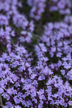 Blossoming Breckland Thyme, Thymus Serpyllum