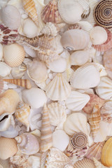 Seashells as background, sea shells collection
